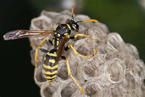 wasp pest control services